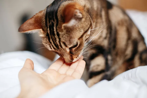 Tabby Kočka Čichá Lidské Dlani Vztah Majitele Domácího Kočičího Zvířete — Stock fotografie