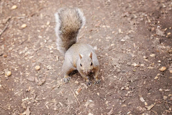 Graue Fetthörnchen Sitzen Auf Dem Boden Park Freien Tierisches Wildhörnchen — Stockfoto