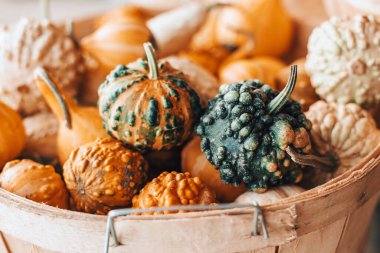 Kırmızı, sarı, yeşil balkabakları çiftlikteki dükkanlardan dükkanlara. Sonbahar hasadı. Açık hava dekorasyonu. Şükran Günü ve Cadılar Bayramı tatili hazırlıkları. Renkli taze olgun mevsimlik sebzeler.