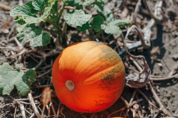 Jesienne Jesienne Zbiory Cute Mała Czerwona Dynia Organiczna Rośnie Gospodarstwie — Zdjęcie stockowe