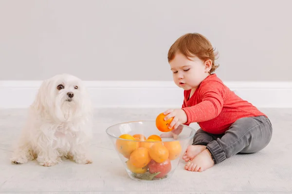 可爱的白人男婴吃柑橘类水果 芬兰小孩和宠物狗一起坐在地板上 吃着健康的有机小吃 为幼儿提供的固体手指食物和补充食物 — 图库照片