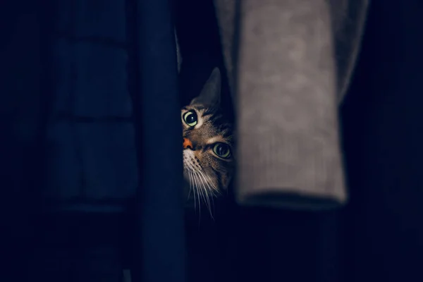 Gracioso Asustado Gato Tabby Escondido Ropa Armario Lindo Adorable Sorprendido — Foto de Stock