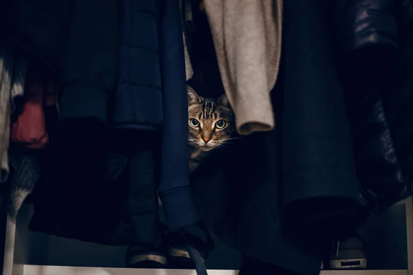 Engraçado Gato Estimação Tabby Assustado Escondido Roupas Armário Bonito Adorável — Fotografia de Stock