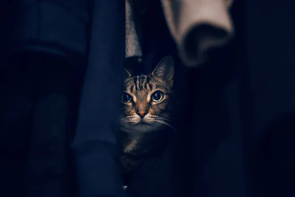 Dolapta Giysilerin Içinde Saklanan Komik Ürkek Tekir Kedi Şirin Sevimli — Stok fotoğraf