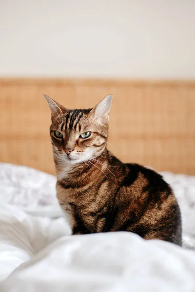 Güzel Kedicik Yatak Odasında Yatakta Oturmuş Kameraya Bakıyor Kabarık Tüylü — Stok fotoğraf