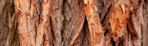 天然木の質感の背景 古い老木樹皮のマクロを閉じます 要約オークの木の自然背景や壁紙 クラックのある異常なパターン表面 Webバナーヘッダー — ストック写真
