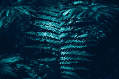 Beautiful green dark fern leaves in forest. Polypodiopsida plant background texture. Pretty artistic organic floral natural theme backdrop. Amazing seasonal summer wallpaper. Beauty in nature.  clipart