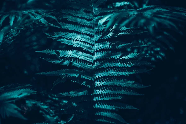 Ormanda Güzel Yeşil Eğreltiotu Yaprakları Polipodiopsida Bitki Arkaplan Dokusu Oldukça — Stok fotoğraf