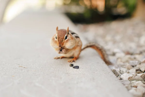 Niedliche Kleine Gestreifte Braune Streifenhörnchen Essen Sonnenblumenkerne Eichhörnchen Streifenhörnchen Fressen — Stockfoto