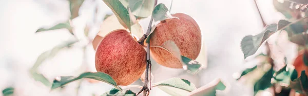 美丽的成熟的红色苹果在果园的枝条上 农场里挂在苹果树上的有机甜果 生态自然背景 乡村阳光普照的日子 Web横幅头 — 图库照片