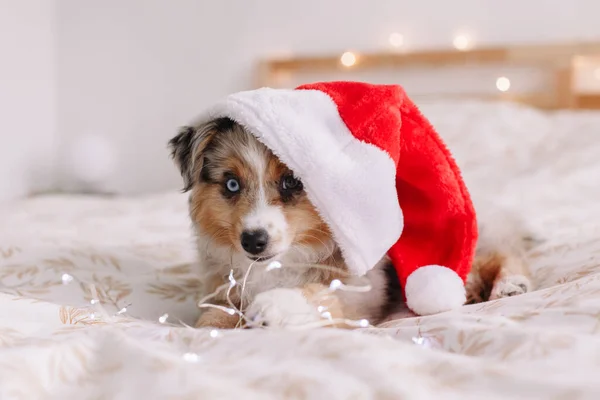 Aranyos Kis Kutya Kisállat Mikulás Kalap Feküdt Ágyon Otthon Karácsonyi — Stock Fotó