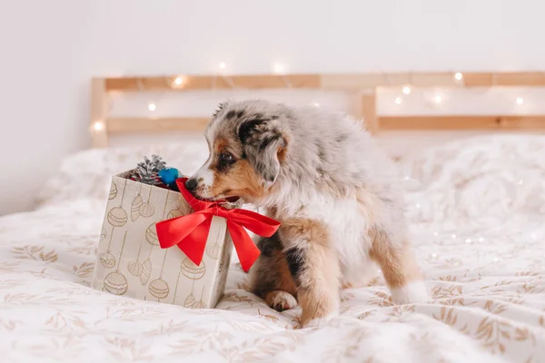 Linda Mascota Perro Pequeño Sentado Cama Casa Explorando Caja Regalo —  Fotos de Stock