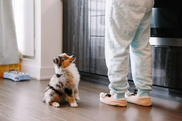 Pet owner training puppy dog to obey. Cute small dog pet sitting on floor looking up on its owner. Furry friend puppy waiting for treat food. Home life with domestic animal. Well behaved animal.