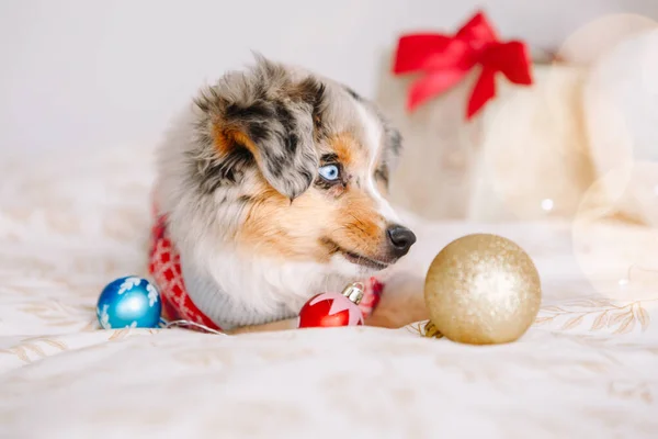 Linda Mascota Perro Mintiendo Cama Casa Con Adornos Navidad Celebración —  Fotos de Stock