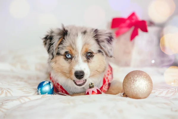 Linda Mascota Perro Pequeño Acostado Cama Casa Con Adornos Navidad —  Fotos de Stock