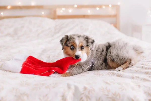 Linda Mascota Perro Pequeño Acostado Cama Casa Sosteniendo Santa Sombrero —  Fotos de Stock