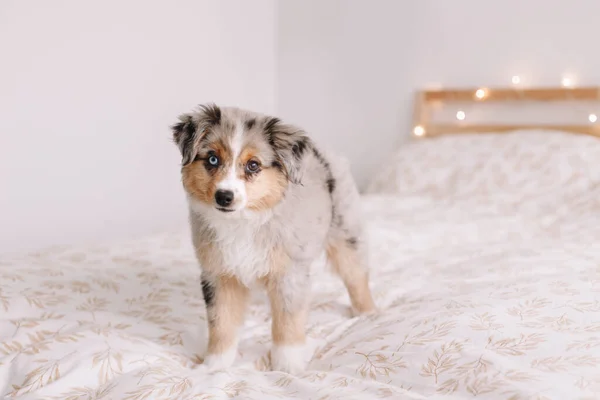 Leuke Kleine Miniatuur Australische Herder Hond Huisdier Bed Thuis Kerstfeest — Stockfoto