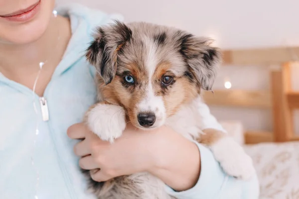 可爱可爱的迷你澳大利亚牧羊犬 宠物主人手挽手抱着家畜 和毛茸茸的小朋友一起过家庭生活 — 图库照片