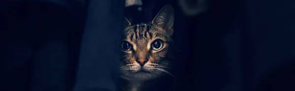 Gracioso Asustado Gato Tabby Escondido Ropa Armario Lindo Adorable Animal — Foto de Stock