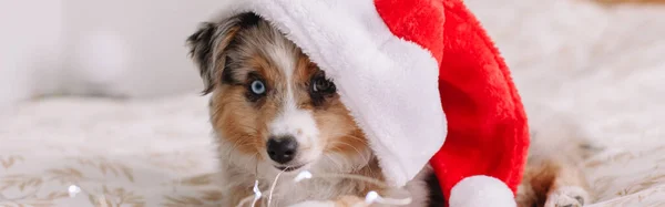 Linda Mascota Perro Pequeño Santa Sombrero Acostado Cama Casa Navidad —  Fotos de Stock