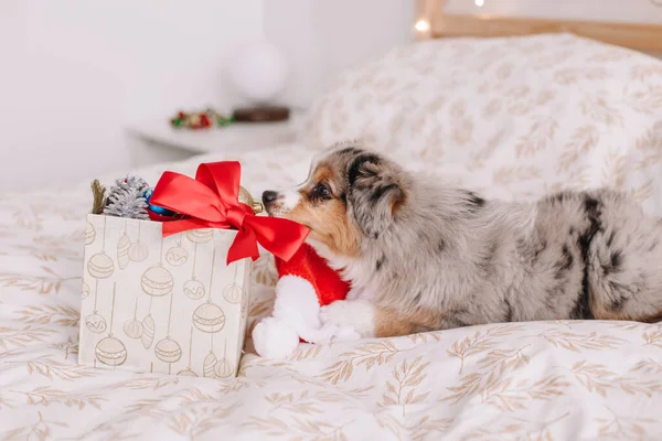 Linda Mascota Perro Pequeño Sentado Cama Casa Explorando Caja Regalo —  Fotos de Stock