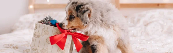 Linda Mascota Perro Pequeño Explorar Caja Regalo Con Regalos Navidad —  Fotos de Stock