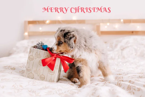 Feliz Tarjeta Navidad Con Texto Linda Mascota Perro Explorando Caja — Foto de Stock