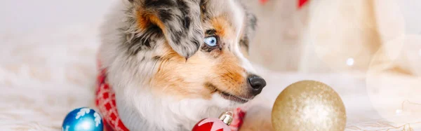 Linda Mascota Perro Mintiendo Cama Casa Con Adornos Navidad Celebración —  Fotos de Stock