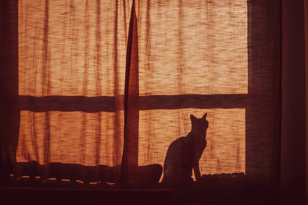 Silhouette shadow of a small cute cat sitting alone on the window sill behind the curtain. Cat pet domestic animal looking out of the window. Reflection of funny cat on window.
