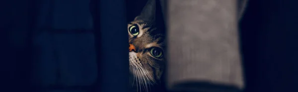 Funny Scared Tabby Pet Cat Hiding Clothes Closet Cute Adorable — Stock Photo, Image