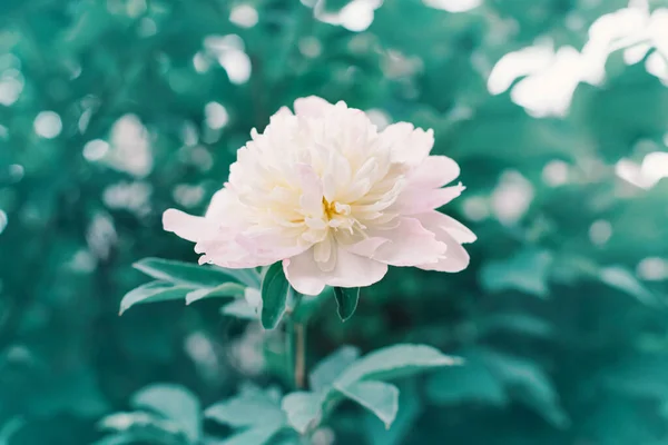 Bela Flor Peônia Rosa Claro Fundo Verde Cenário Tema Natural — Fotografia de Stock