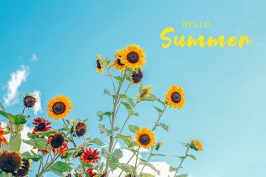 Merhaba Summer. Mesajlı tebrik kartı. Sarı ayçiçekleri mavi gökyüzüne karşı. Doğal ekolojik kırsal arka plan. Pozitif renkli mevsimlik açık hava duvar kağıdı.