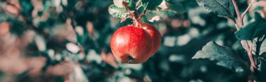 Meyve bahçesindeki dalda güzel olgun kırmızı elmalar. Çiftlikteki elma ağacında asılı duran organik tatlı meyve. Eko doğal arka plan. Kırsalda güneşli bir yaz günü. Web başlığı.