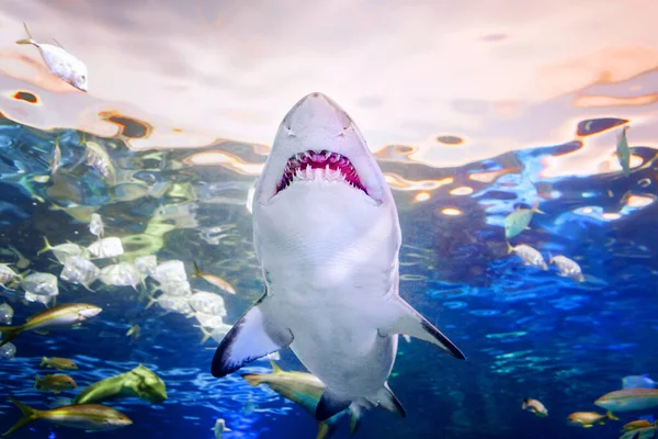 Giant scary shark with big teeth mouth under water in aquarium. Sea ocean marine wildlife predator dangerous animal swimming in blue water. Underwater life. Water nature fauna background.