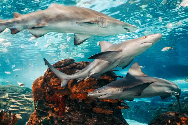 水族館の水の下で巨大な怖いサメ 海の海洋生物は青い水の中で泳ぐ危険な動物を捕食する 水中生活 水性動物 Alliphonewallpapers Net ロイヤリティフリーのストック写真