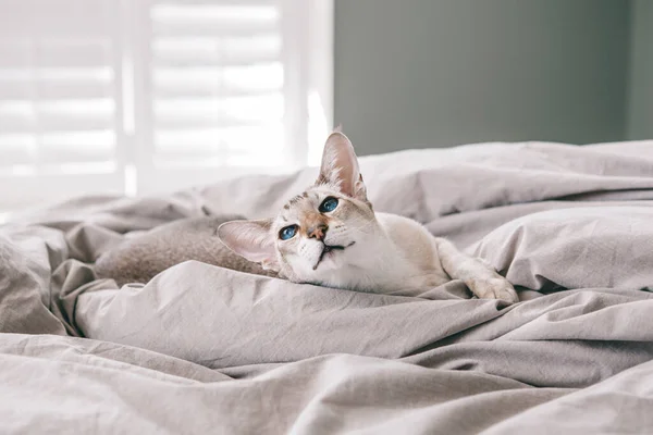Güzel Mavi Gözlü Doğulu Bir Kedi Yatakta Uzanmış Başka Tarafa Stok Fotoğraf