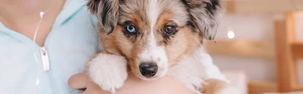 Closeup Cute Adorable Miniature Australian Shepherd Puppy Pet Owner Holding Royalty Free Stock Images