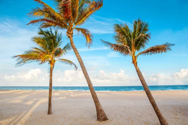 Beautiful tropical nature Florida landscape. Tall palm trees and sea ocean sand beach at sunset. Coastal seashore view with exotic plants and blue aqua water. Summer seasonal background outdoors