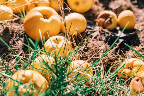 Mogna Gula Äpplen Marken Trädgården Eco Naturlig Bakgrund Ekologiska Fallna — Stockfoto