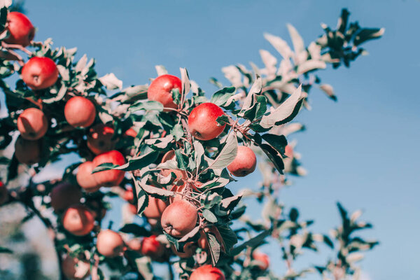 Красивые спелые красные яблоки на ветвях в саду против голубого неба. Органические сладкие фрукты, свисающие на яблонях на ферме. Эко естественный фон. Солнечное лето. Осенний день в сельской местности. 