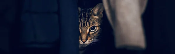 Funny Scared Tabby Pet Cat Hiding Clothes Closet Cute Surprised — Stock Photo, Image