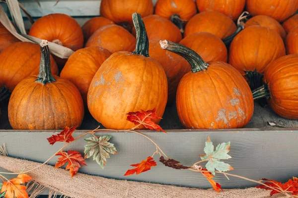 Thanksgiving Halloween Vakantie Voorbereidingen Kleurrijke Pompoenen Manden Door Winkel Boerderij — Stockfoto