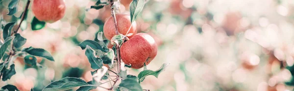 Manzanas Rojas Maduras Ramas Huerto Frutas Dulces Colgando Manzanos Granja —  Fotos de Stock