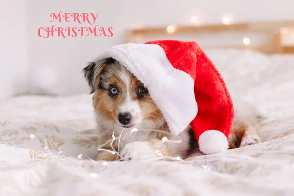 Merry Christmas Holiday Card Greeting Text Cute Small Dog Pet — Stock Photo, Image