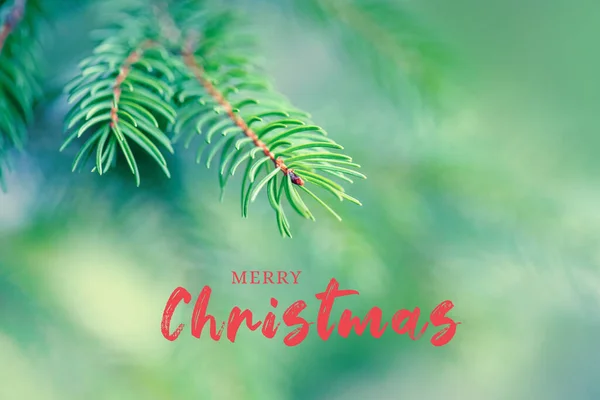 Boldog Karácsonyt Ünnepi Üdvözlőlap Üdvözlő Szöveggel Gyönyörű Természetes Fenyő Karácsonyfa — Stock Fotó