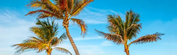 美しい熱帯の自然フロリダの風景 日没時に青い空に背の高いヤシの木 エキゾチックな植物で見る 夏の季節の背景屋外 Webバナーヘッダー ストックフォト