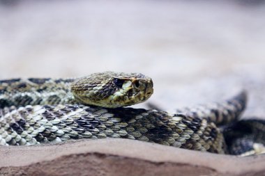 siyah rat snake portre