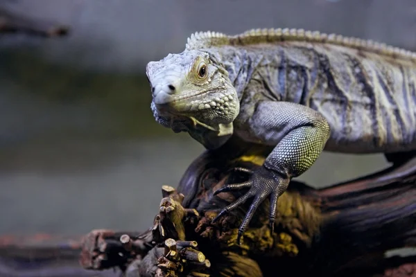 Niebieski iguana na gałęzi drzewa — Zdjęcie stockowe