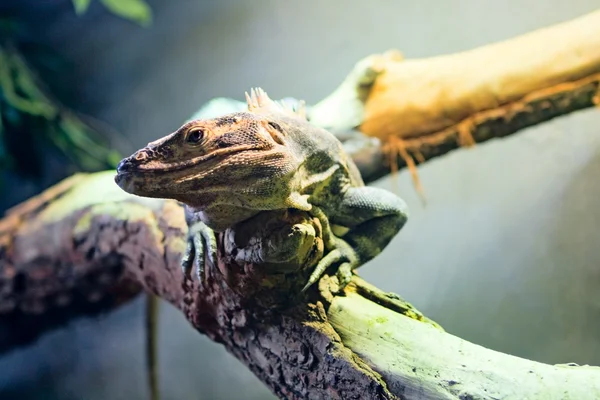 Iguana na gałęzi drzewa — Zdjęcie stockowe