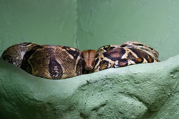 Veszélyes hatalmas kígyó — Stock Fotó
